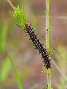 Common Buckeye caterpillar